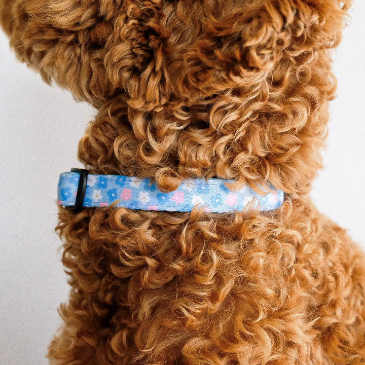 Pezie collar - Poppie